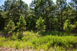 Tyler Stone Ranch Tract 12