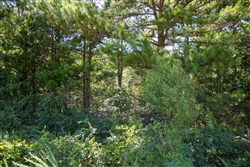 property photo for Tyler Stone Ranch Tract 2, 5.73 acres for sale in Leflore County, Oklahoma