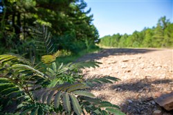 property photo for Tyler Stone Ranch Tract 2, 5.73 acres for sale in Leflore County, Oklahoma