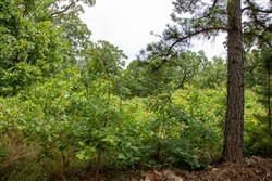 Tyler Stone Ranch Tract 20