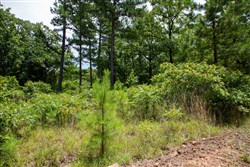 Tyler Stone Ranch Tract 21