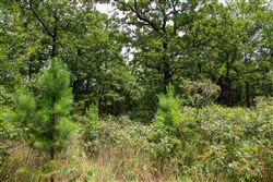 Tyler Stone Ranch Tract 21