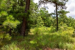 Tyler Stone Ranch Tract 22