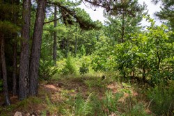 Tyler Stone Ranch Tract 22