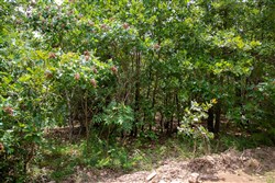 property photo for Tyler Stone Ranch Tract 24, 5.09 acres for sale in Leflore County, Oklahoma