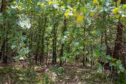 property photo for Tyler Stone Ranch Tract 24, 5.09 acres for sale in Leflore County, Oklahoma