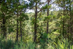 property photo for Tyler Stone Ranch Tract 3, 4.99 acres for sale in Leflore County, Oklahoma