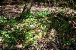 Tyler Stone Ranch Tract 33