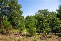 Tyler Stone Ranch Tract 36