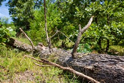 Tyler Stone Ranch Tract 36