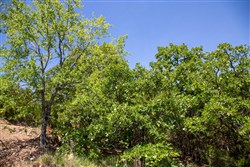 Tyler Stone Ranch Tract 38