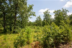 Tyler Stone Ranch Tract 41