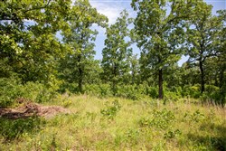 Tyler Stone Ranch Tract 41