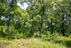 Tyler Stone Ranch Tract 41