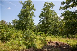 Tyler Stone Ranch Tract 41