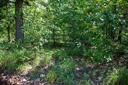 Tyler Stone Ranch Tract 43