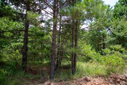 Tyler Stone Ranch Tract 44