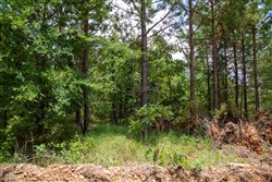 Tyler Stone Ranch Tract 44