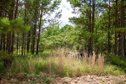 Tyler Stone Ranch Tract 45