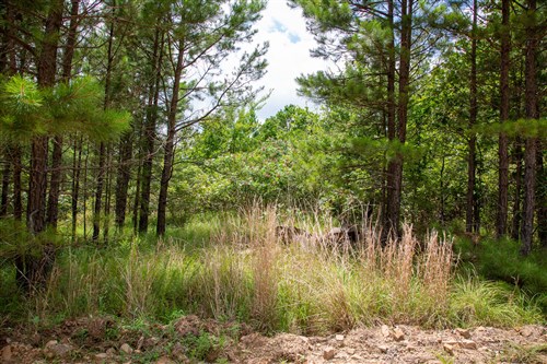 Tyler Stone Ranch Tract 45