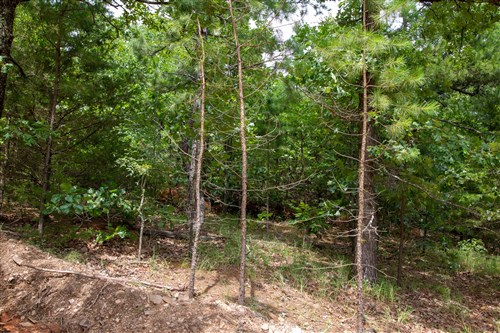 Tyler Stone Ranch Tract 50