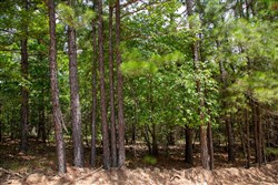 Tyler Stone Ranch Tract 51