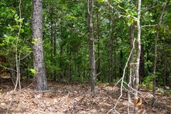 Tyler Stone Ranch Tract 52