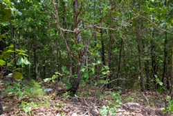 Tyler Stone Ranch Tract 52