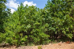 Tyler Stone Ranch Tract 58