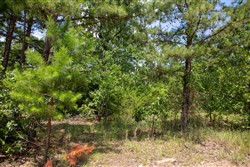 Tyler Stone Ranch Tract 58