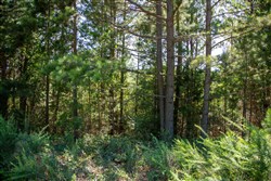 Tyler Stone Ranch Tract 6