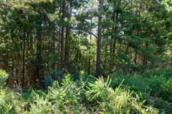 Tyler Stone Ranch Tract 6