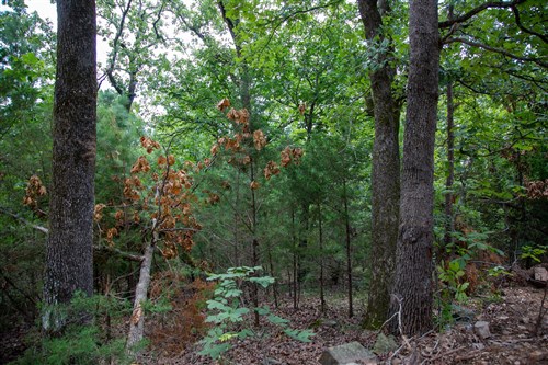 Tyler Stone Ranch Tract 61