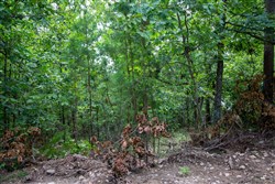 Tyler Stone Ranch Tract 61
