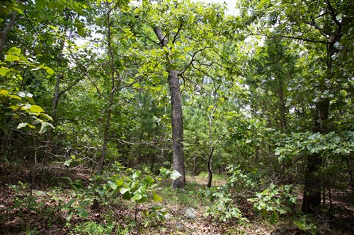 Tyler Stone Ranch Tract 62