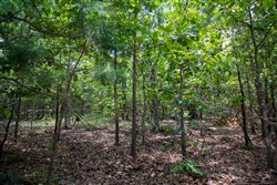 Tyler Stone Ranch Tract 62