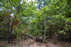 Tyler Stone Ranch Tract 62