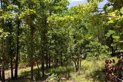 Tyler Stone Ranch Tract 72