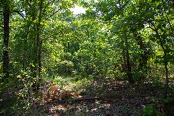Tyler Stone Ranch Tract 73