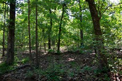 Tyler Stone Ranch Tract 73