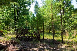 Tyler Stone Ranch Tract 74