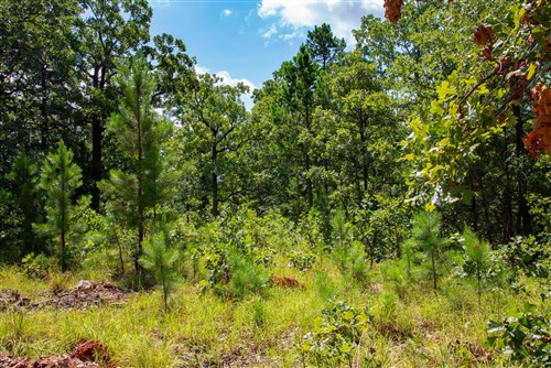 Tyler Stone Ranch Tract 74