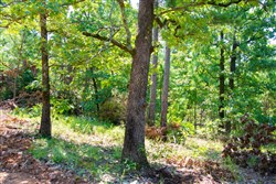 Tyler Stone Ranch Tract 74