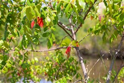 Tyler Stone Ranch Tract 81