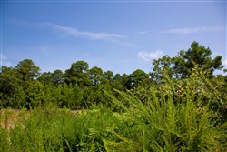 property photo for Tyler Stone Ranch Tract 82, 24.81 acres for sale in Leflore County, Oklahoma