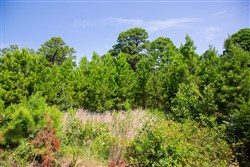 property photo for Tyler Stone Ranch Tract 82, 24.81 acres for sale in Leflore County, Oklahoma