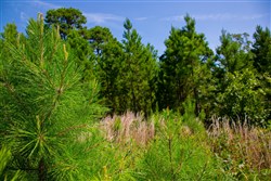 property photo for Tyler Stone Ranch Tract 82, 24.81 acres for sale in Leflore County, Oklahoma
