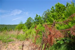 property photo for Tyler Stone Ranch Tract 82, 24.81 acres for sale in Leflore County, Oklahoma