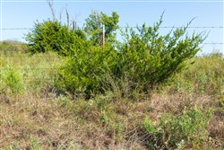 Canyon Creek Tract 1