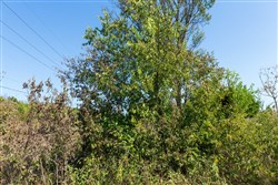 Canyon Creek Tract 1